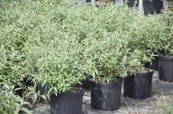 Buddleia Davidii 'Black Knight' — photo 3